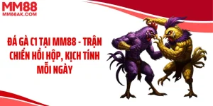 Đá Gà C1 Tại MM88 - Trận Chiến Hồi Hộp, Kịch Tính Mỗi Ngày