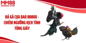 Đá Gà Cựa Dao MM88 - Chiêm Ngưỡng Kịch Tính Từng Giây